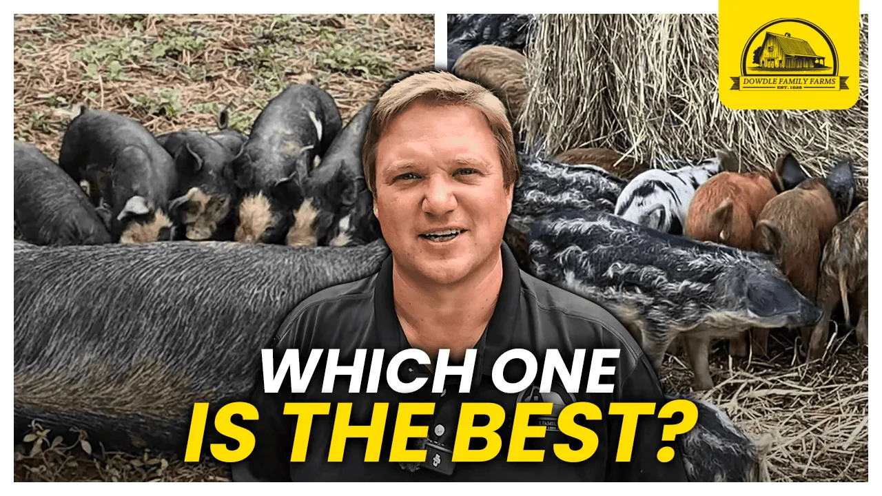 Dowdle Family Farm Thumbnails: Which One Is The Best