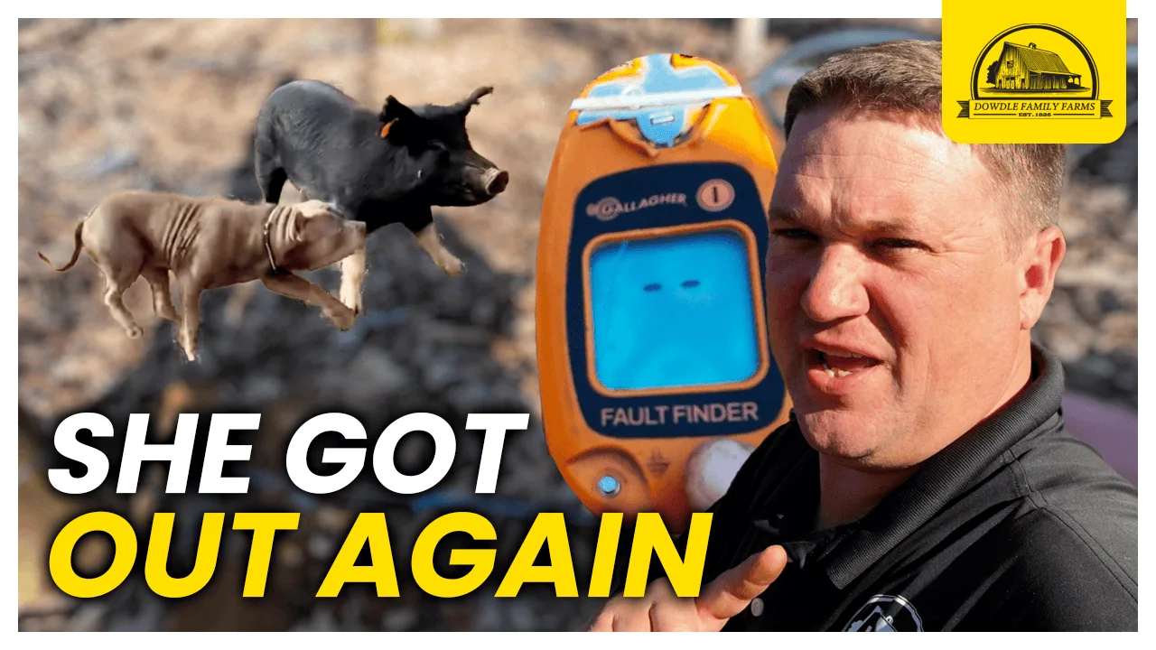 Dowdle Family Farm Thumbnails: She Got Out Again