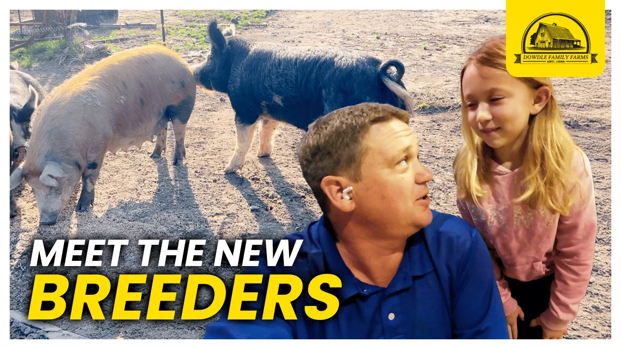 Dowdle Family Farm Thumbnails: Meet The New Breeders